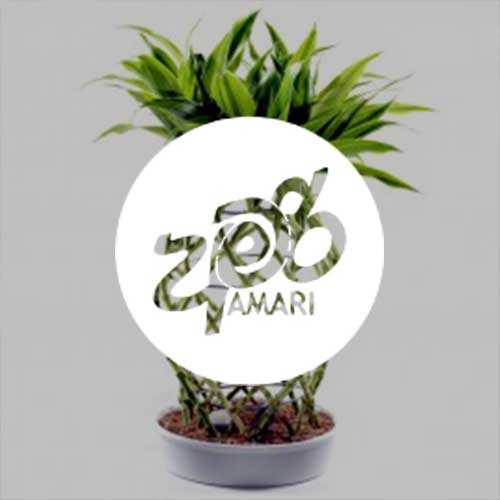 Amari Image